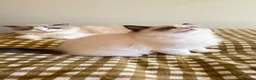 Ragdoll cats for sale: 🏆 RAGDOLL KITTENS 🏆 SHOW QUALITY  - Advert 3