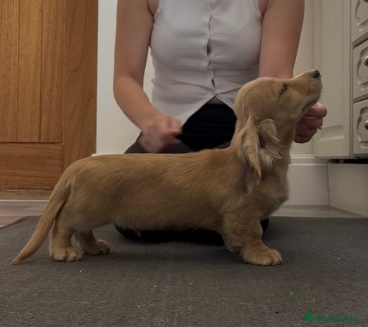 Miniature Dachshund dogs in Craven Arms - Advert 12