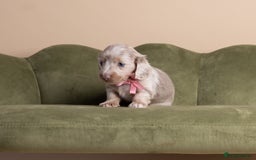 Miniature Dachshund dogs for sale: Miniature ( kaninchen) Long-Haired Dachshund  - Image 10