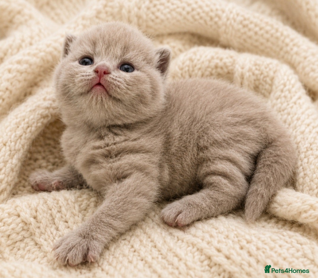 British Shorthair cats Champion GCCF British Shorthair Kittens  - Advert 12