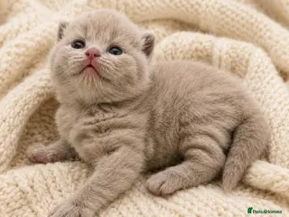 British Shorthair cats Champion GCCF British Shorthair Kittens - Advert 6