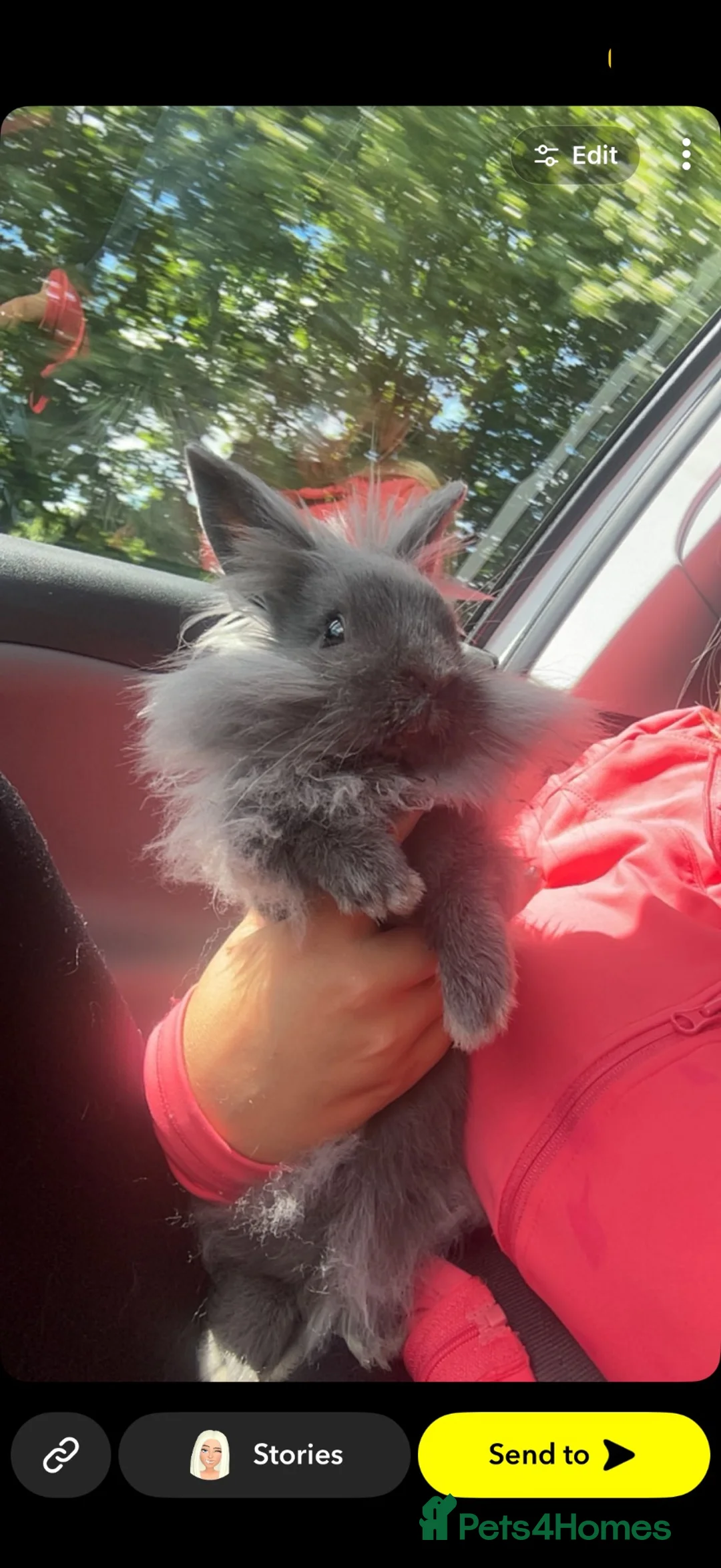 Dwarf Lop rabbits for sale: Grey fluffy male rabbit  - Advert 2