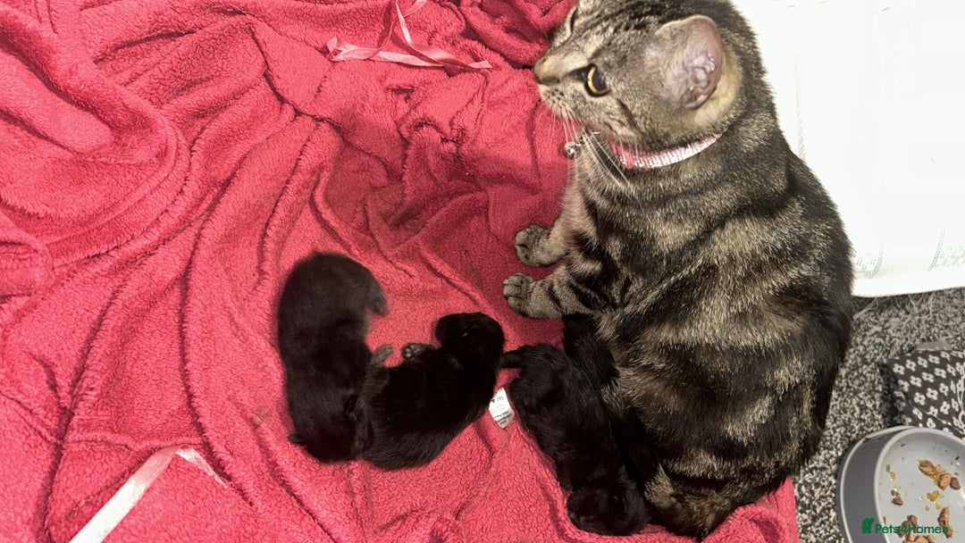 Mixed Breed cats for sale: Black tabby kittens for sale - Image 7