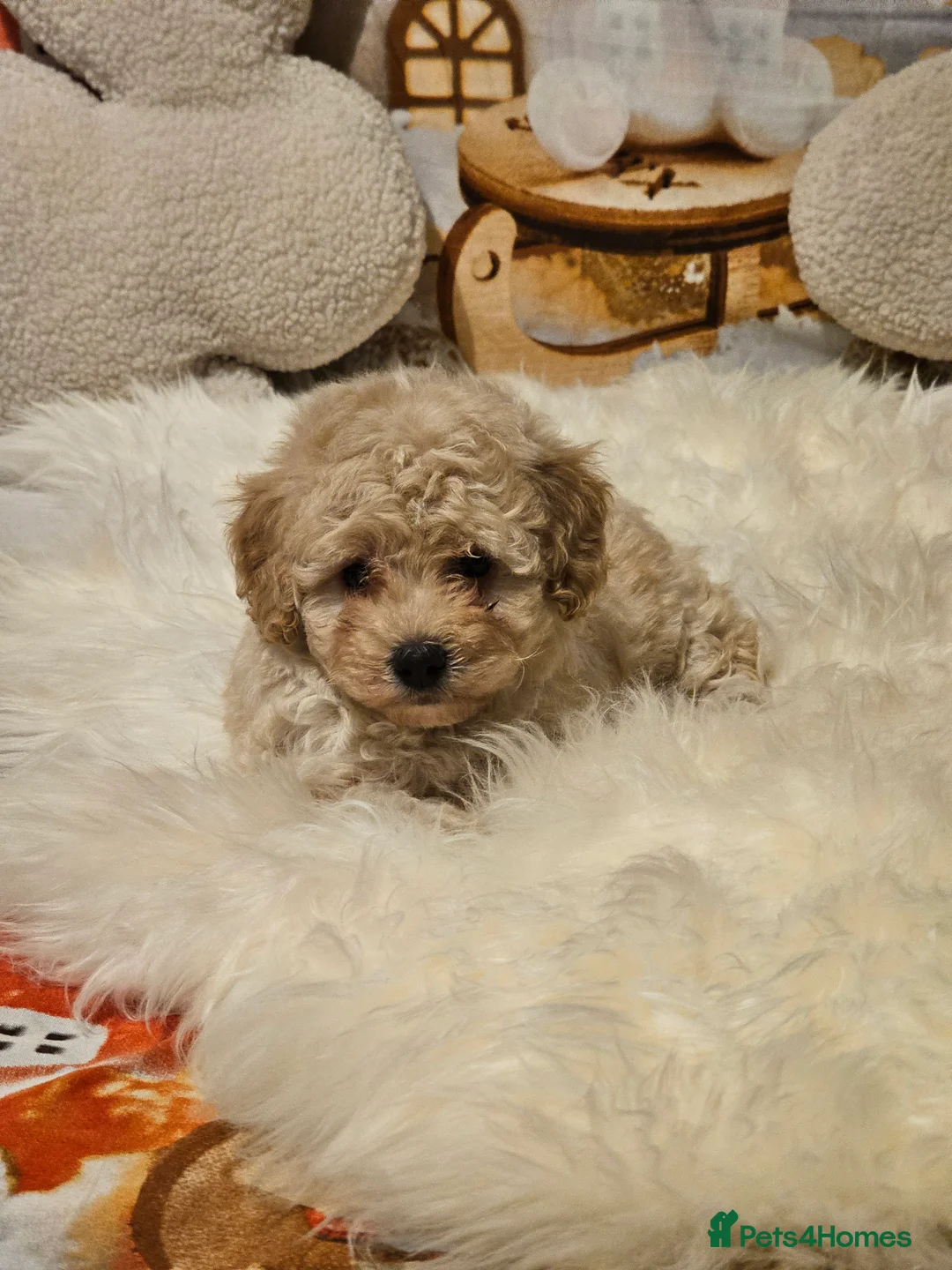 Maltipoo dogs for sale: 🐶 Beautiful Apricot Maltipoo Puppies for Sale 🐶 - Advert 19