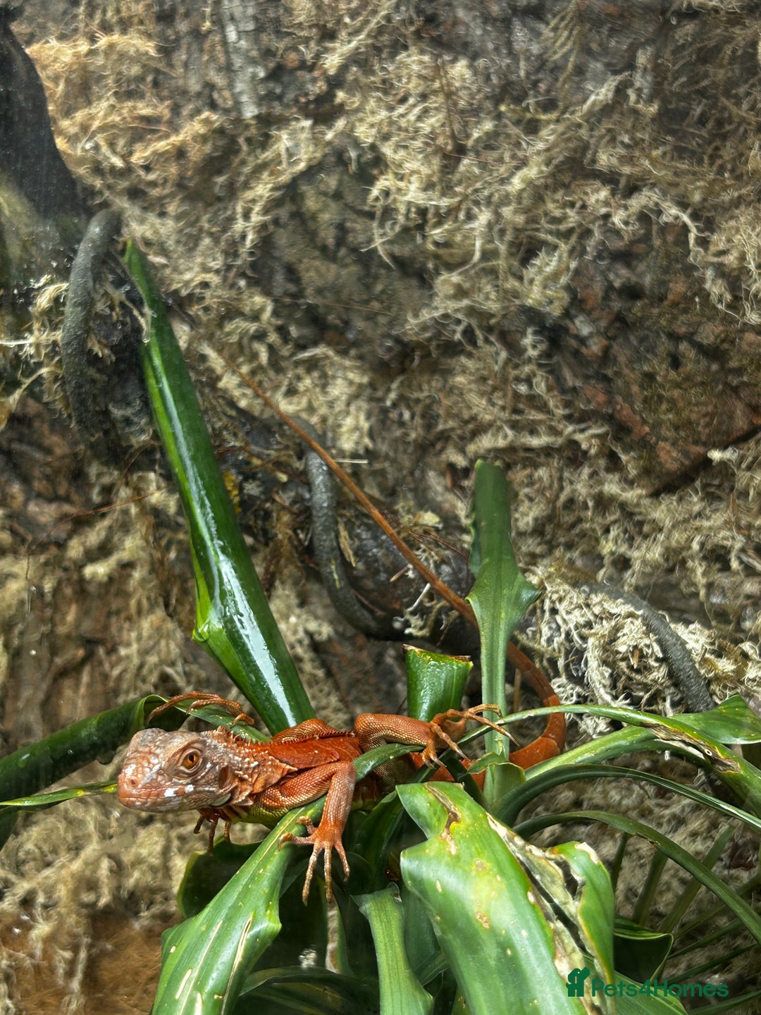 Iguana reptiles for sale: Orange zero iguana - Image 6