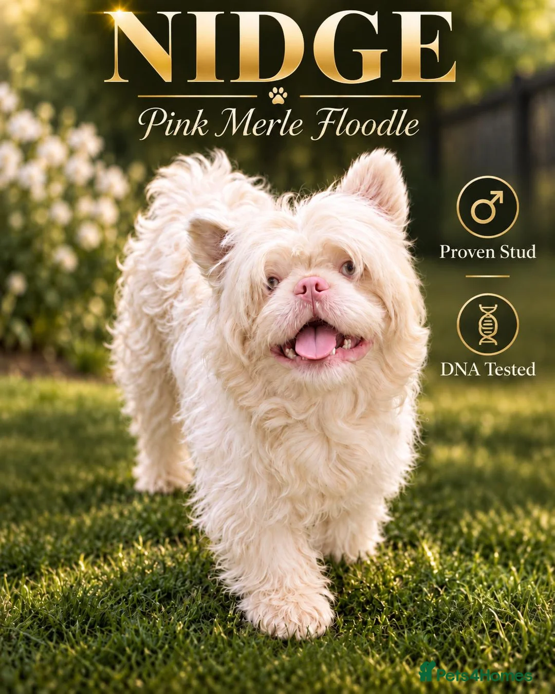 Mixed Breed dogs for stud: Pink Merle Floodle for Stud in Batley - Advert 1