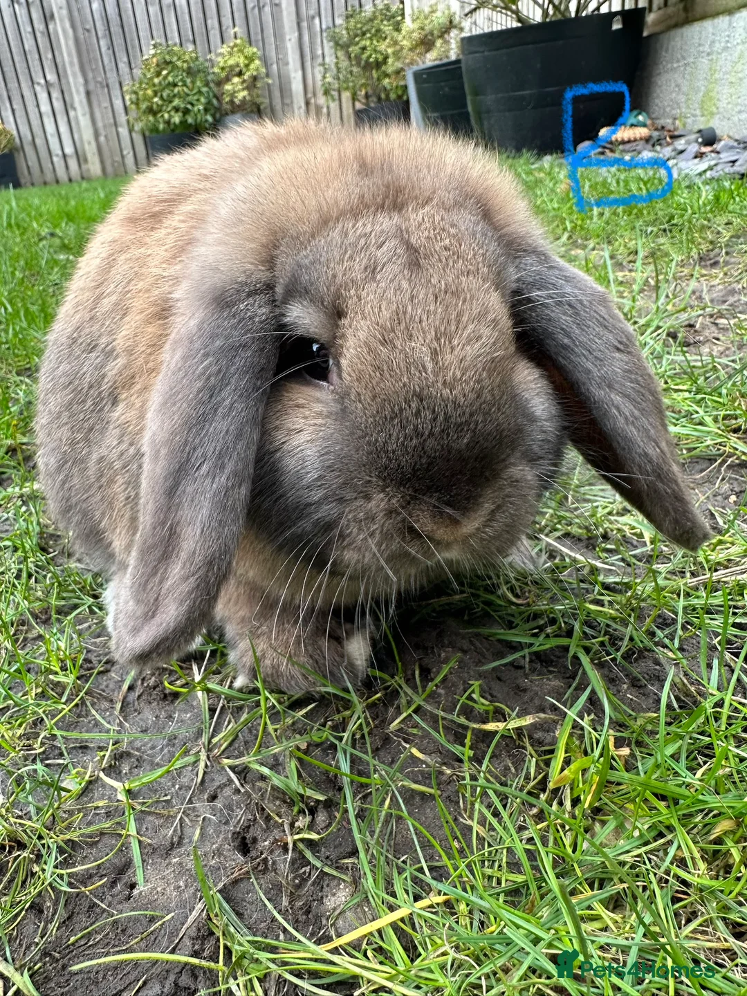 Mini Lop rabbits for sale: Mini Lop Rabbits For Sale  - Advert 7