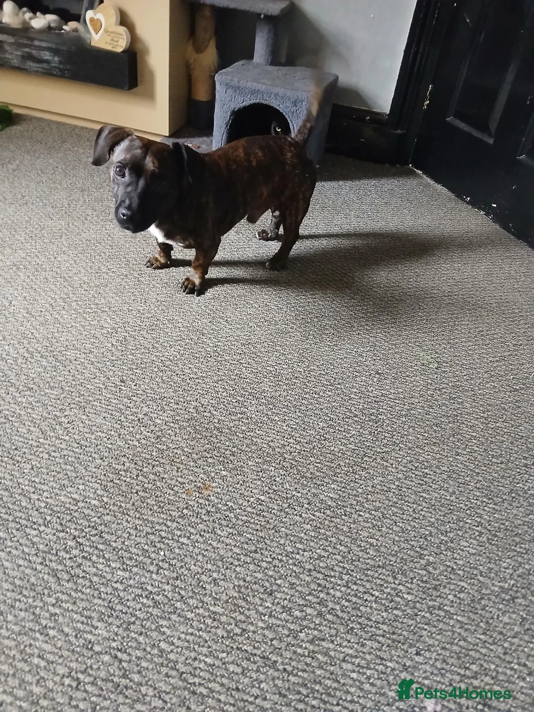 Mixed Breed dogs for sale: Looking for new home  in Blackpool - Advert 5