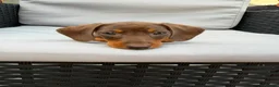 Miniature Dachshund dogs for sale: Exceptional Miniature Dachshund Puppies  in Romford - Advert 15