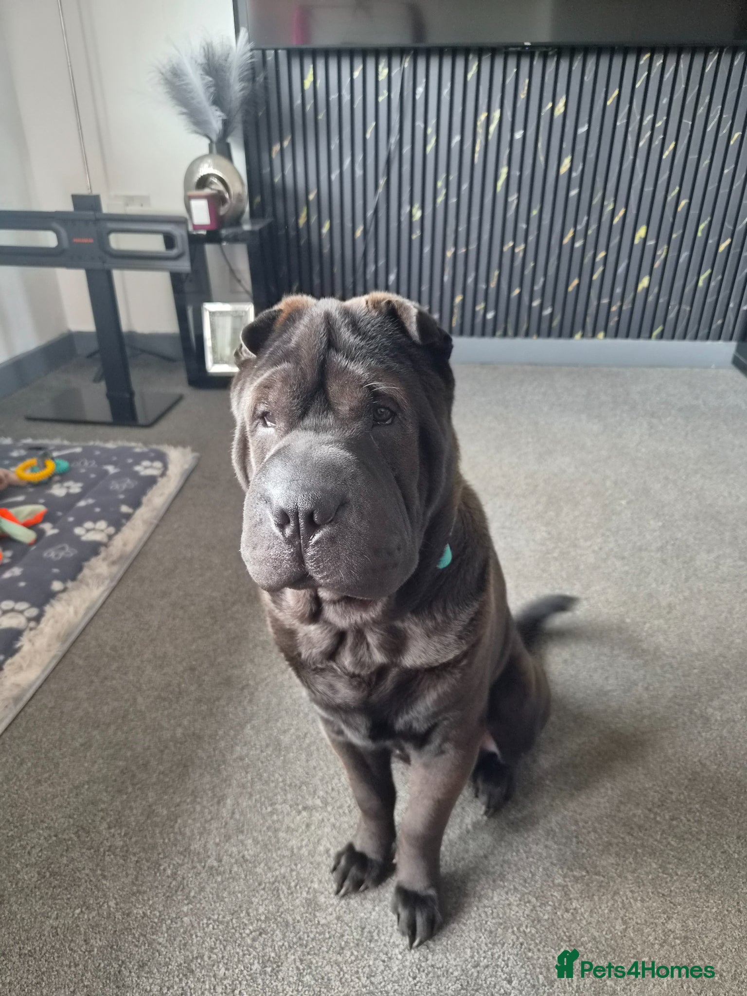 Shar Pei dogs Rudi needs a new home - Advert 8