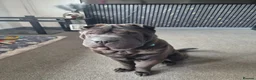Shar Pei dogs for sale: Rudi needs a new home in Edinburgh - Advert 1