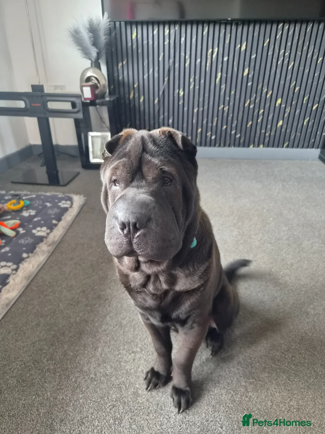 Shar Pei dogs for sale: Rudi needs a new home in Edinburgh - Advert 1