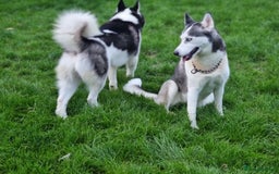 Siberian Husky dogs for sale: Two beautiful husky for rehoming  - Image 1