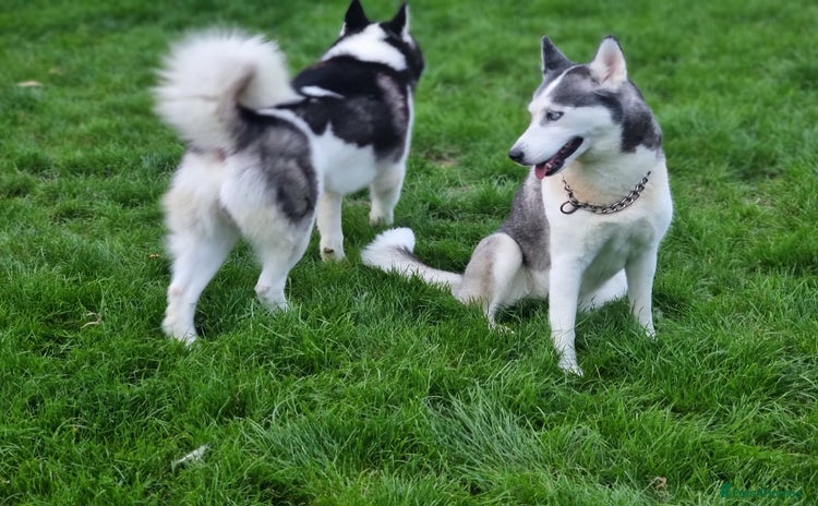 Siberian Husky dogs - Advert 1