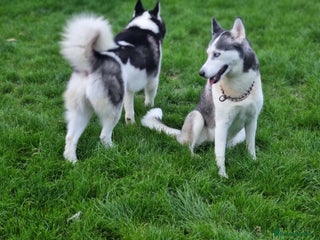 Siberian Husky dogs - Advert 22