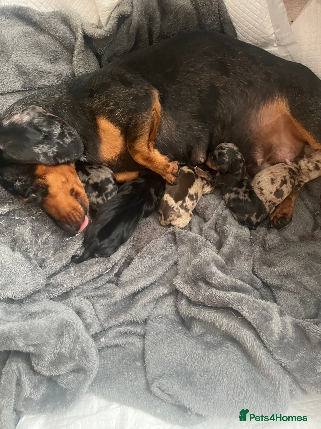 Miniature Dachshund dogs for sale: Beautiful KC registered puppies.  - Advert 1