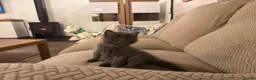 Mixed Breed cats for sale: 3 gorgeous kittens available to leave now! - Advert 23