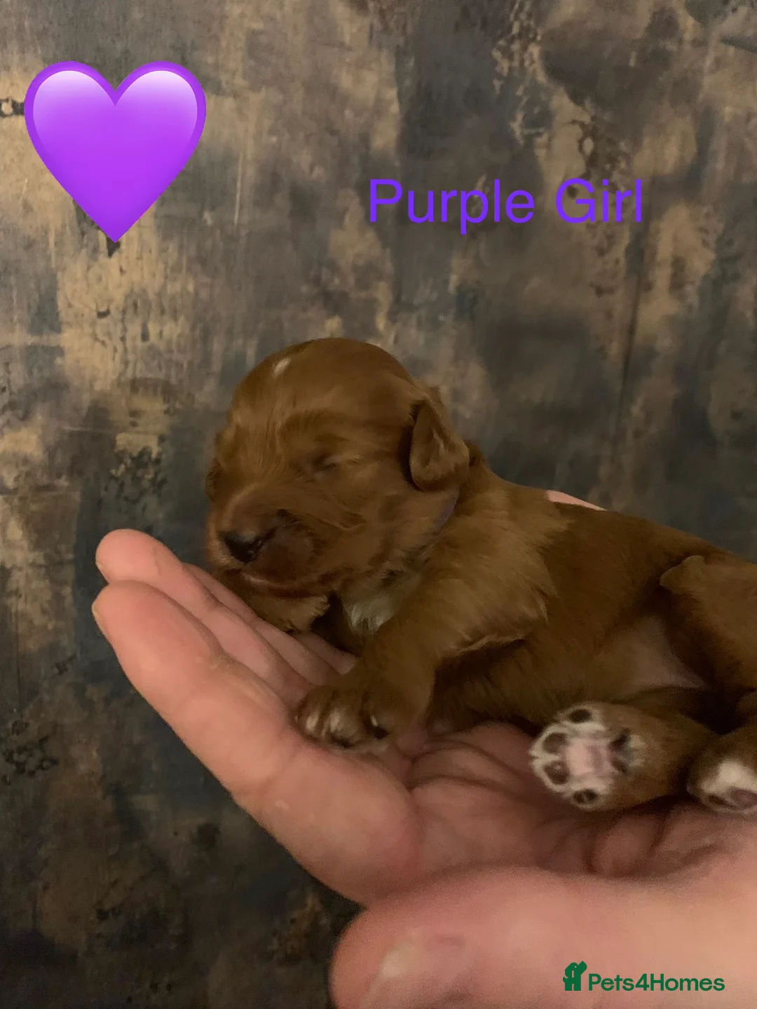 Cockapoo dogs for sale: 🐾Outstanding Health Checked Cockapoo puppies 🐶  - Advert 9