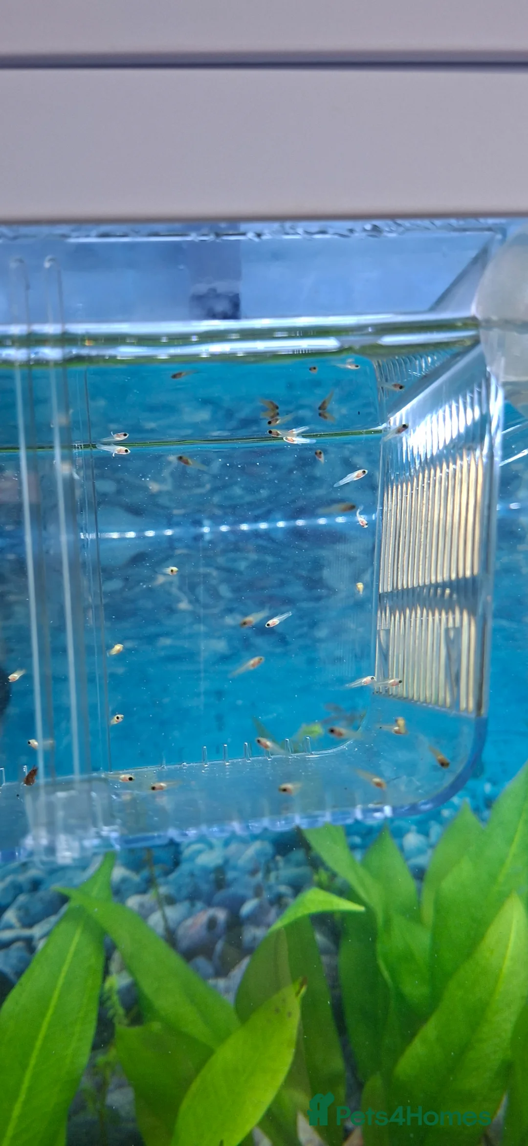 Platies fish for sale: White/clear platty fish  in Bilston - Advert 2