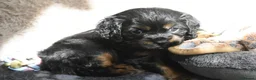 Cavalier King Charles Spaniel dogs for sale: Health Tested Parents-beautiful puppies - Advert 25