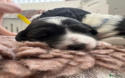 Bordoodle dogs for sale: Bordoodle Pups - Image 26