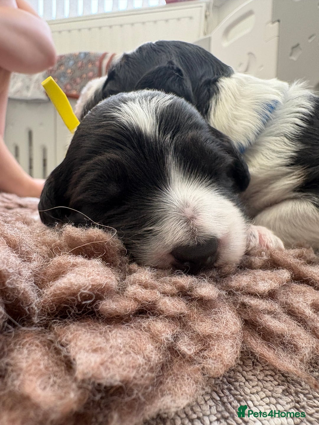 Bordoodle dogs for sale: Bordoodle Pups - Image 26