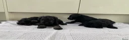 Miniature Schnauzer dogs for sale: 🐶 Miniature Schnauzer Puppy for Sale 🖤🤍 - Advert 6