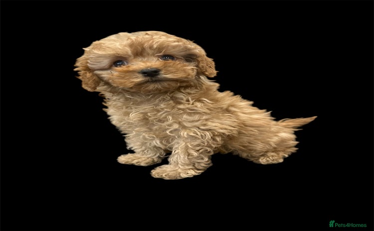 Cavapoo dogs - Advert 5