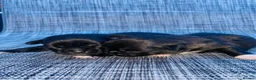 Mixed Breed dogs for sale: Chug puppies in Rochdale - Advert 11