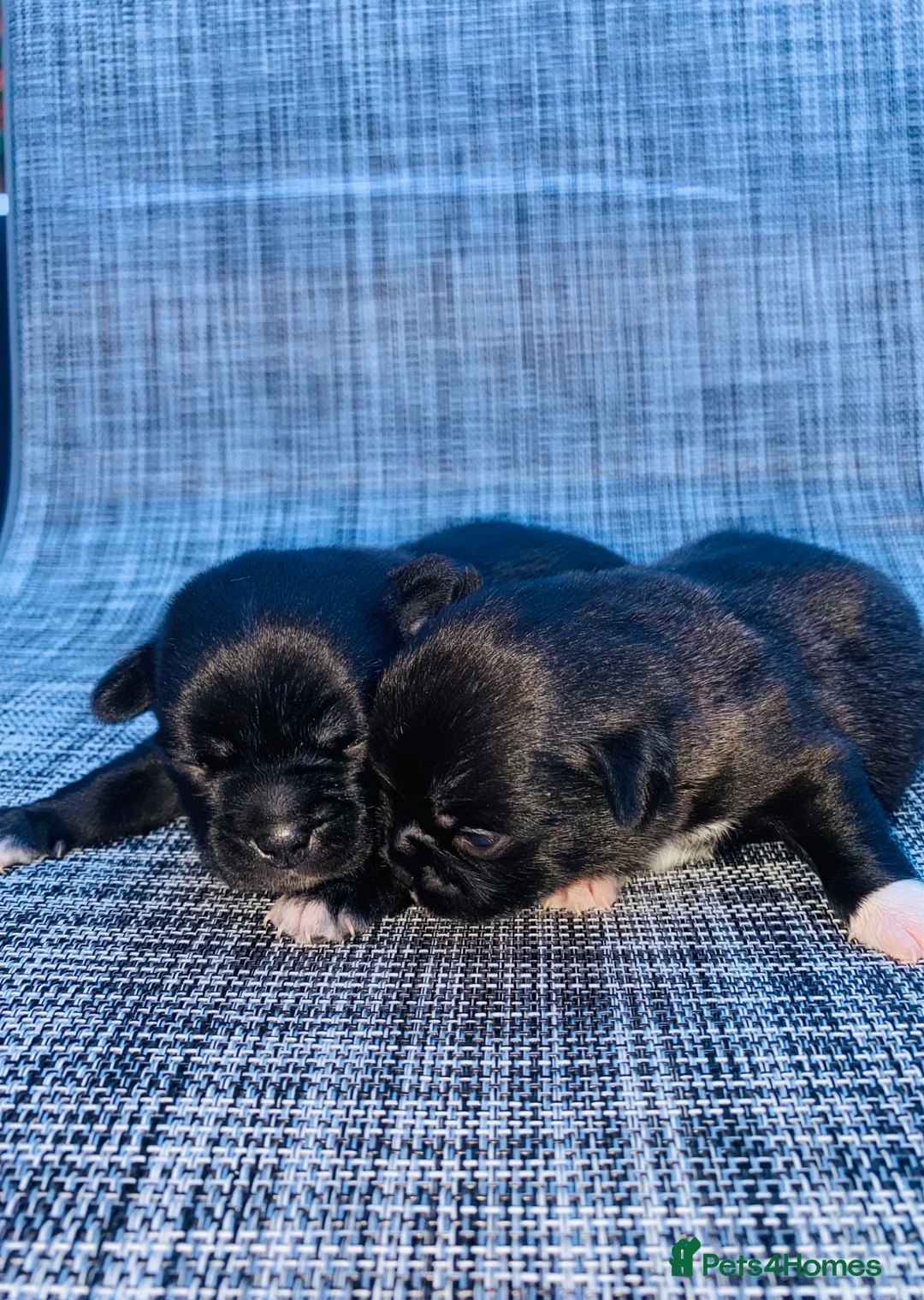 Mixed Breed dogs for sale: Chug puppies in Rochdale - Advert 11