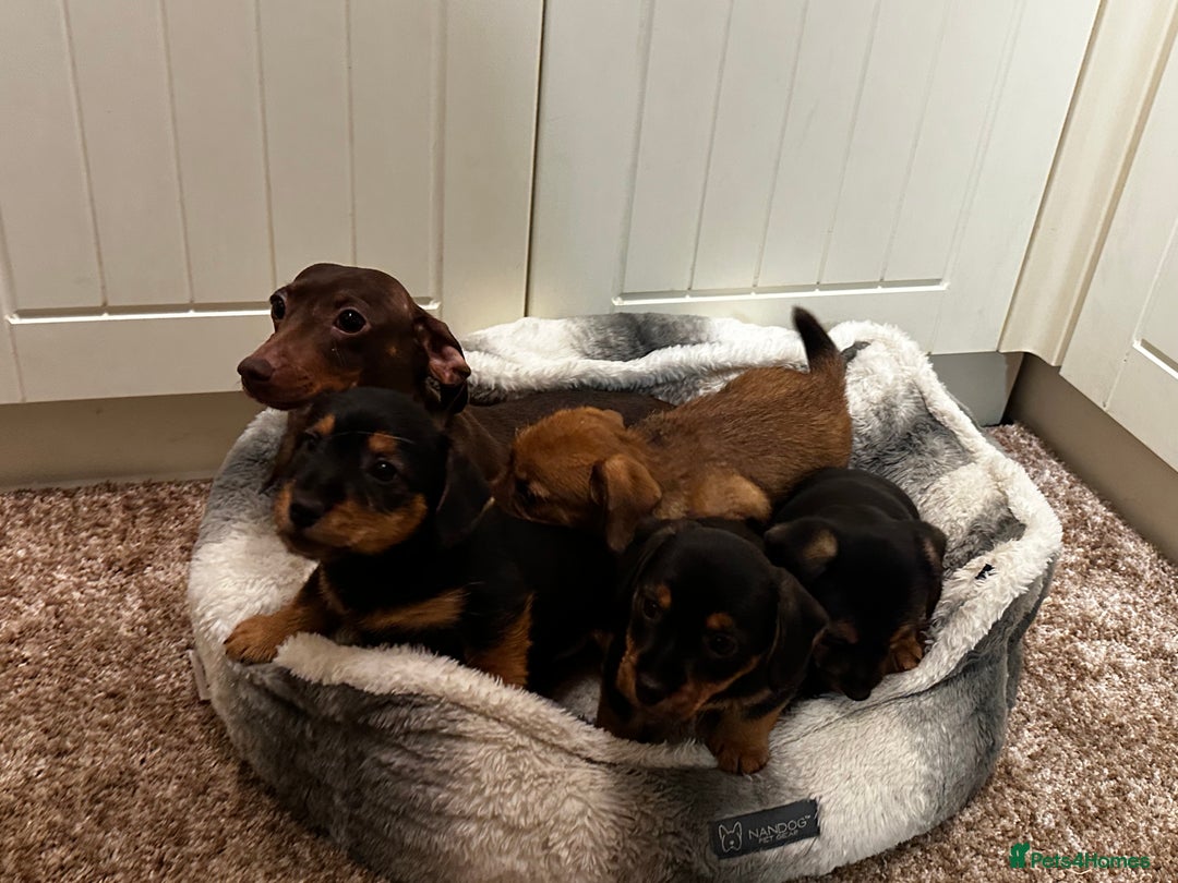 Mixed Breed dogs for sale: Stunning Norfolk terrier x miniature dachshund  - Advert 15