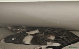 Abyssinian cats for sale: Georgeta  - Image 5