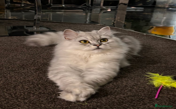 Persian cats - Advert 1
