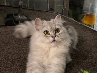 Persian cats - Advert 29