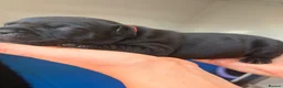 Staffordshire Bull Terrier dogs for sale: Champion Staffordshire bullterrier puppies - Advert 23