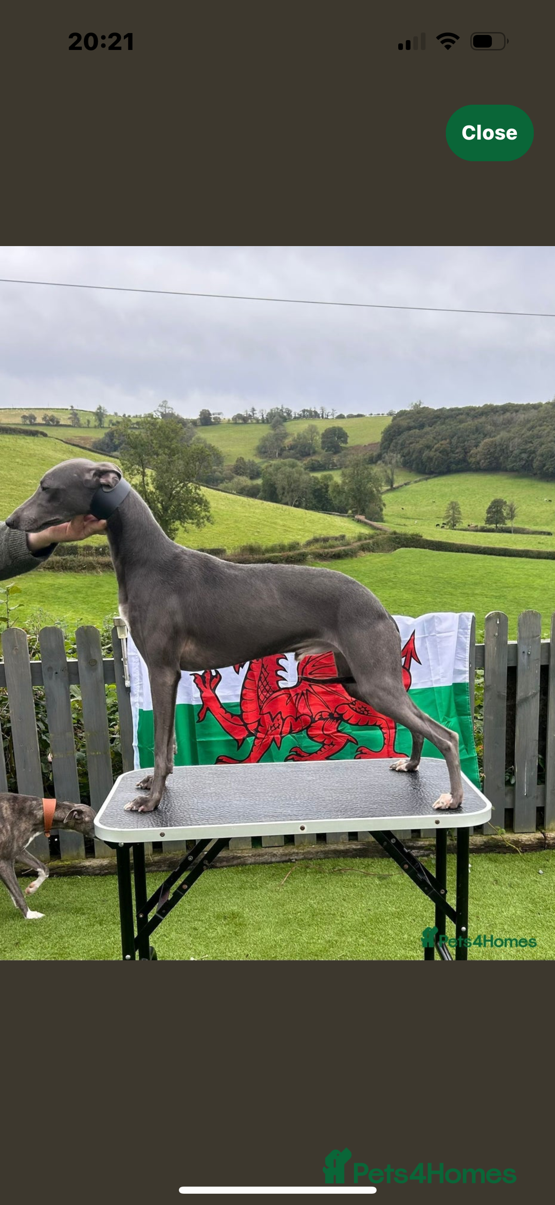 Whippet dogs for sale: Beautiful KC Whippet puppies  - Image 9