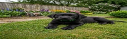 Labrador Retriever dogs for sale: Beautiful Black Labrador Boys Ready Soon - Advert 18