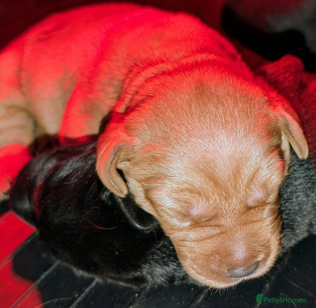 Labrador Retriever dogs for sale: Health Tested/RKC Reg Fox Red/Black Labrador Pups  - Advert 2