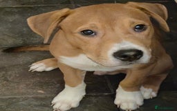 Mixed Breed dogs for sale: American Pocket Bully x Labrador Puppies - Image 2