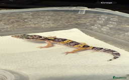 Leopard Gecko reptiles for sale: Baby Leopard geckos - Image 5