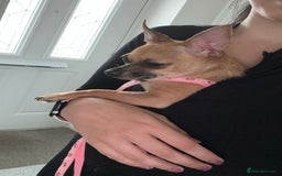 Chihuahua dogs for sale: Bagel is looking for her forever home ❤️ in Leicester - Image 3