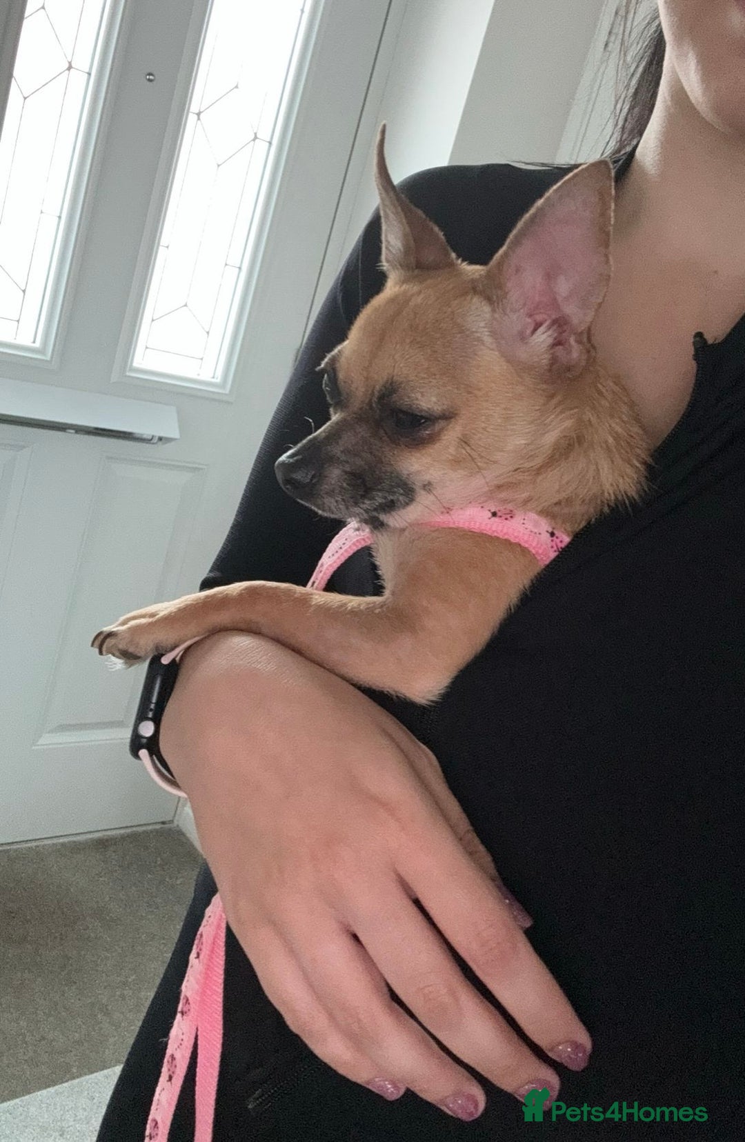 Chihuahua dogs for sale: Bagel is looking for her forever home ❤️ in Leicester - Image 3