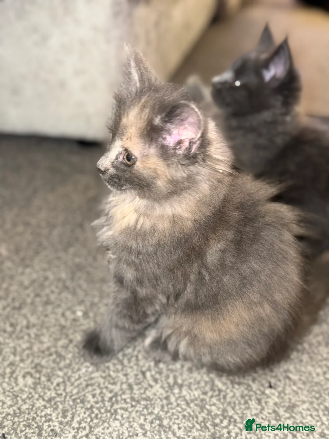 Maine Coon cats for sale: Beautiful Maine Coon Kittens - Advert 22