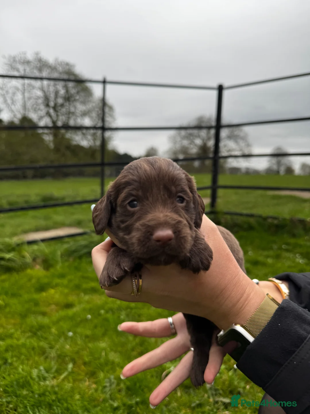 Cocker Spaniel dogs for sale: KC REGISTERED WORKING COCKER SPANIELS - Advert 2