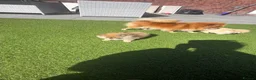 Pomeranian dogs for sale: Miniature Pomeranian  in Basildon - Advert 13