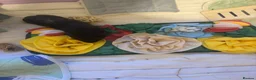 Guinea Pig rodents for sale: male guinea pig for rehoming in Southampton - Advert 4