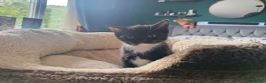 Mixed Breed 3