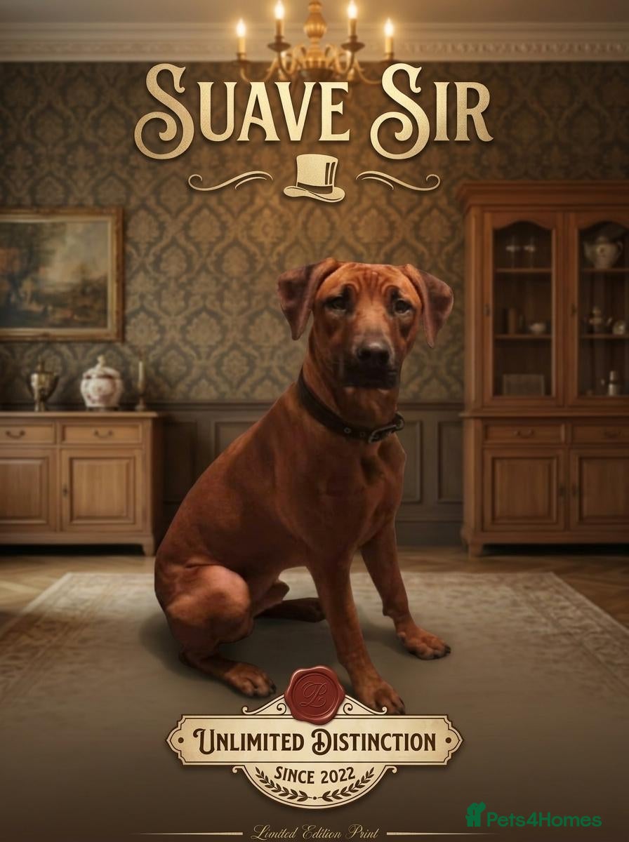 Rhodesian Ridgeback dogs Champion Bloodline Rhodesian Ridgeback Stud - Advert 4