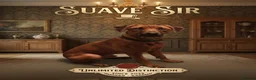 Rhodesian Ridgeback dogs for stud: Champion Bloodline Rhodesian Ridgeback Stud - Advert 1