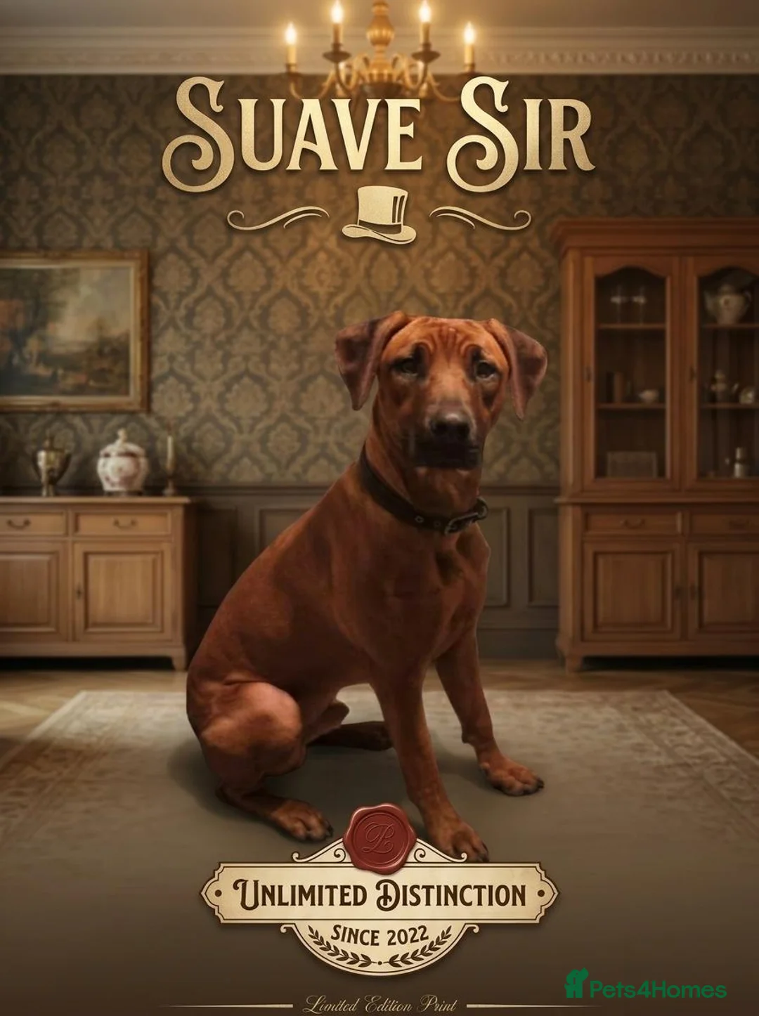 Rhodesian Ridgeback dogs for stud: Champion Bloodline Rhodesian Ridgeback Stud - Advert 1